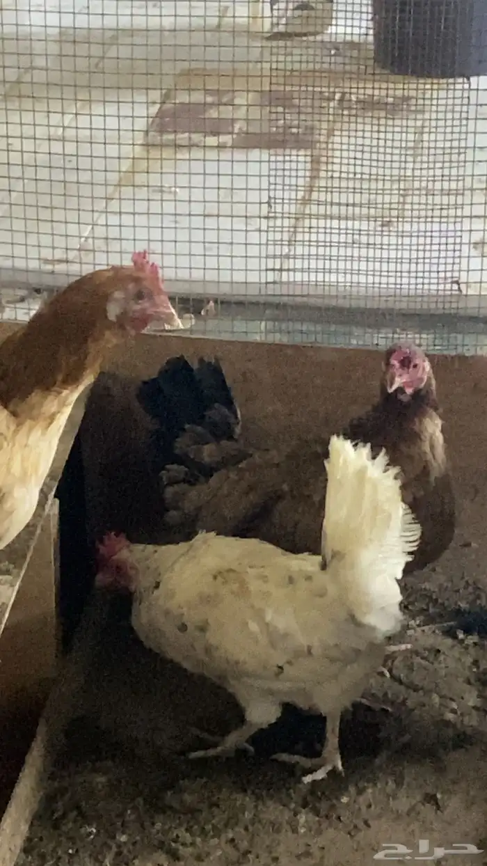 ديك و دجاج بلدي 2