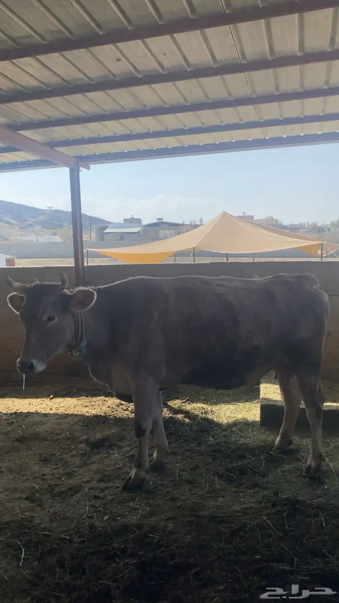 بقر الماني 2