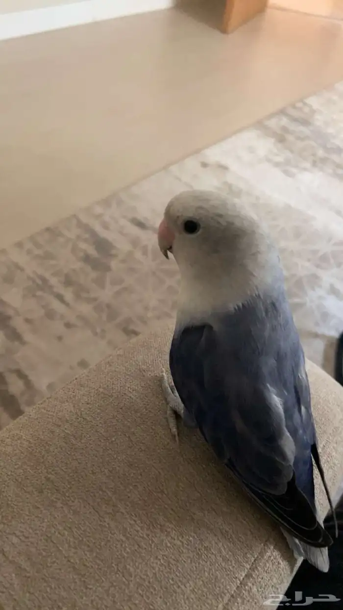 طير روز ضايع الي يحصله مكافأه ماليه 250 ريال 1