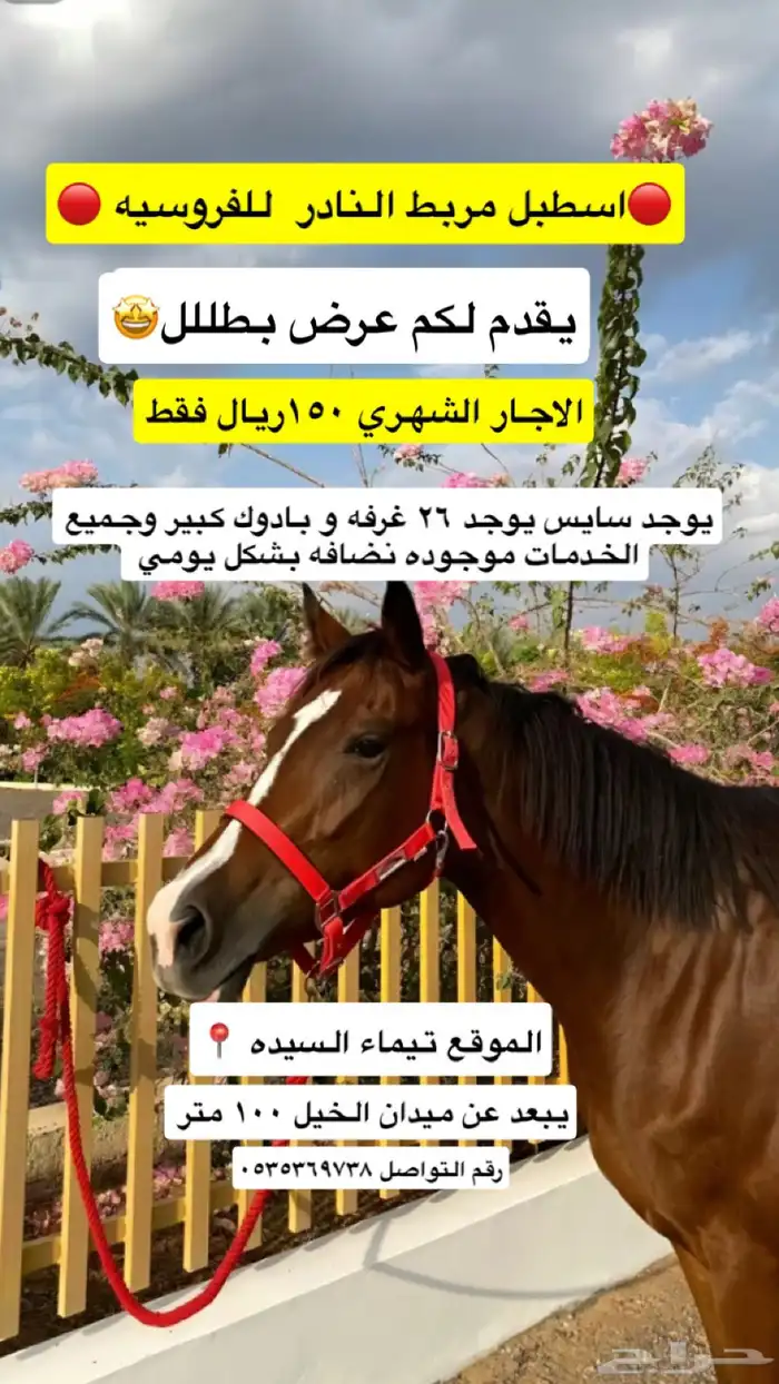 خيل حصان فرس للبيع تيماء 0