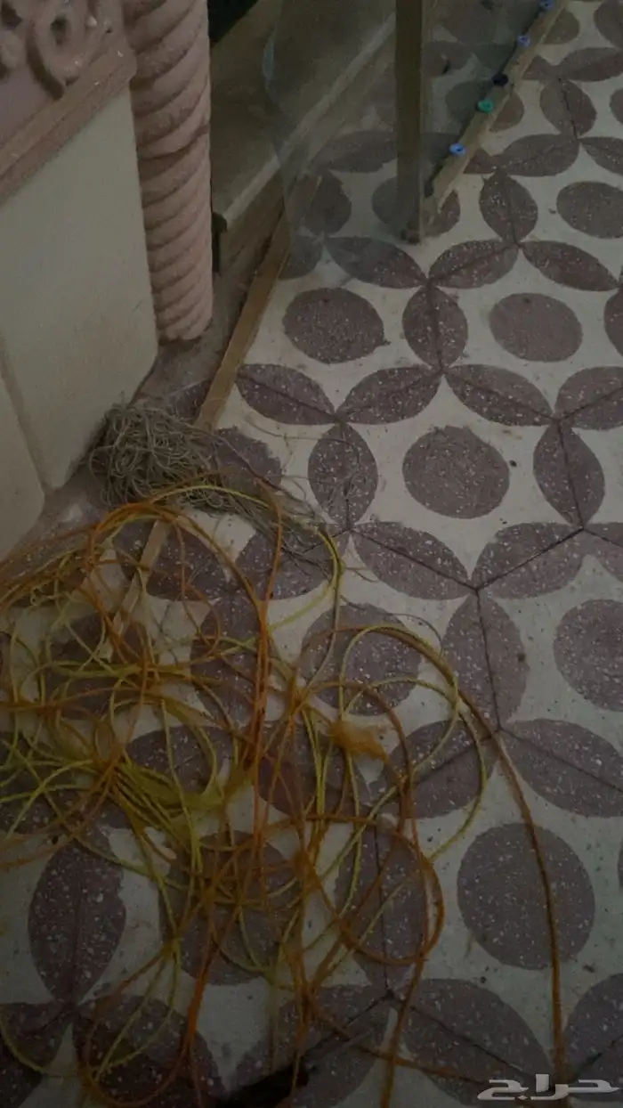 مصيدة حمام ناجحة بطريقه جديده و ذكيه مع الخشبة حقته 3