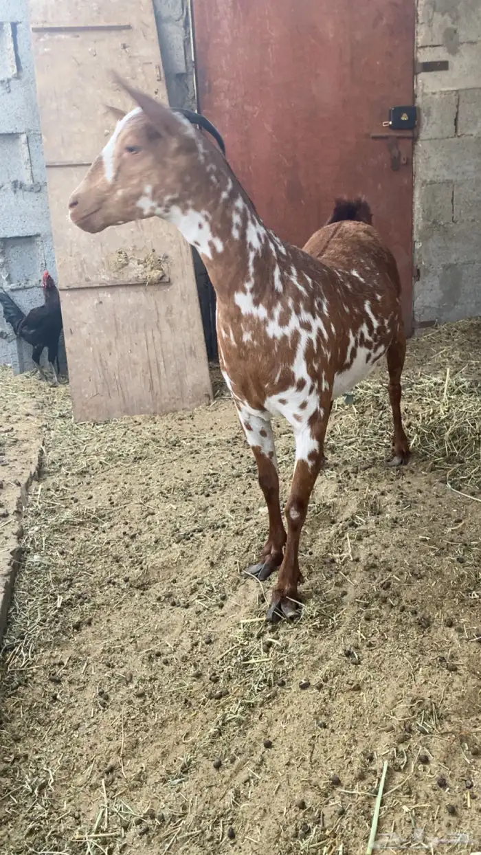 للبيع عنزه معه الفحل بس ماشرط 3