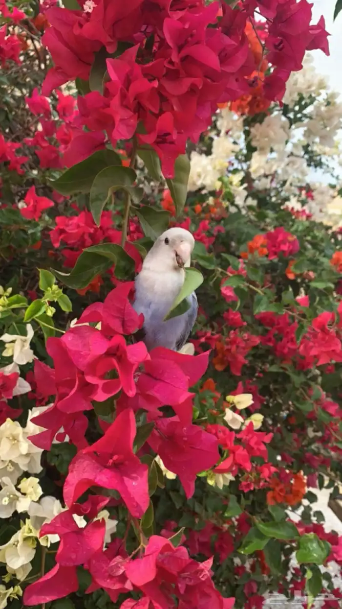 طير روز ضايع الي يحصله مكافأه ماليه 250 ريال 4