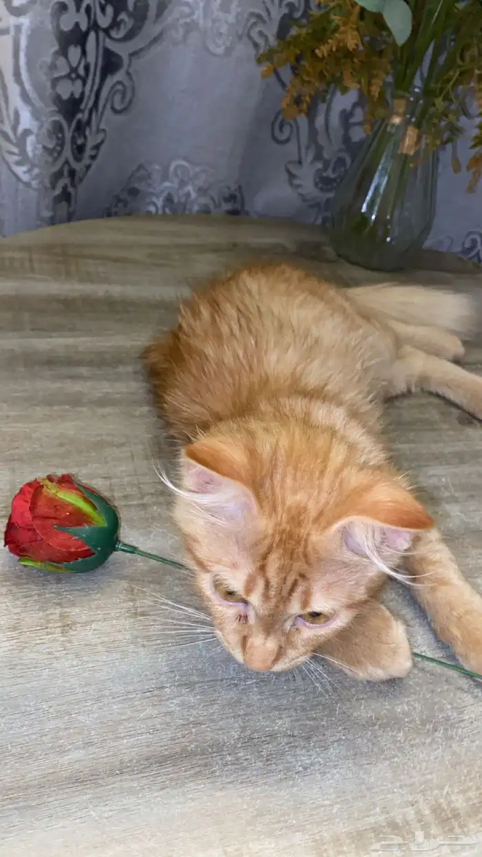 قط ذكر شيرازي ل التبني 0