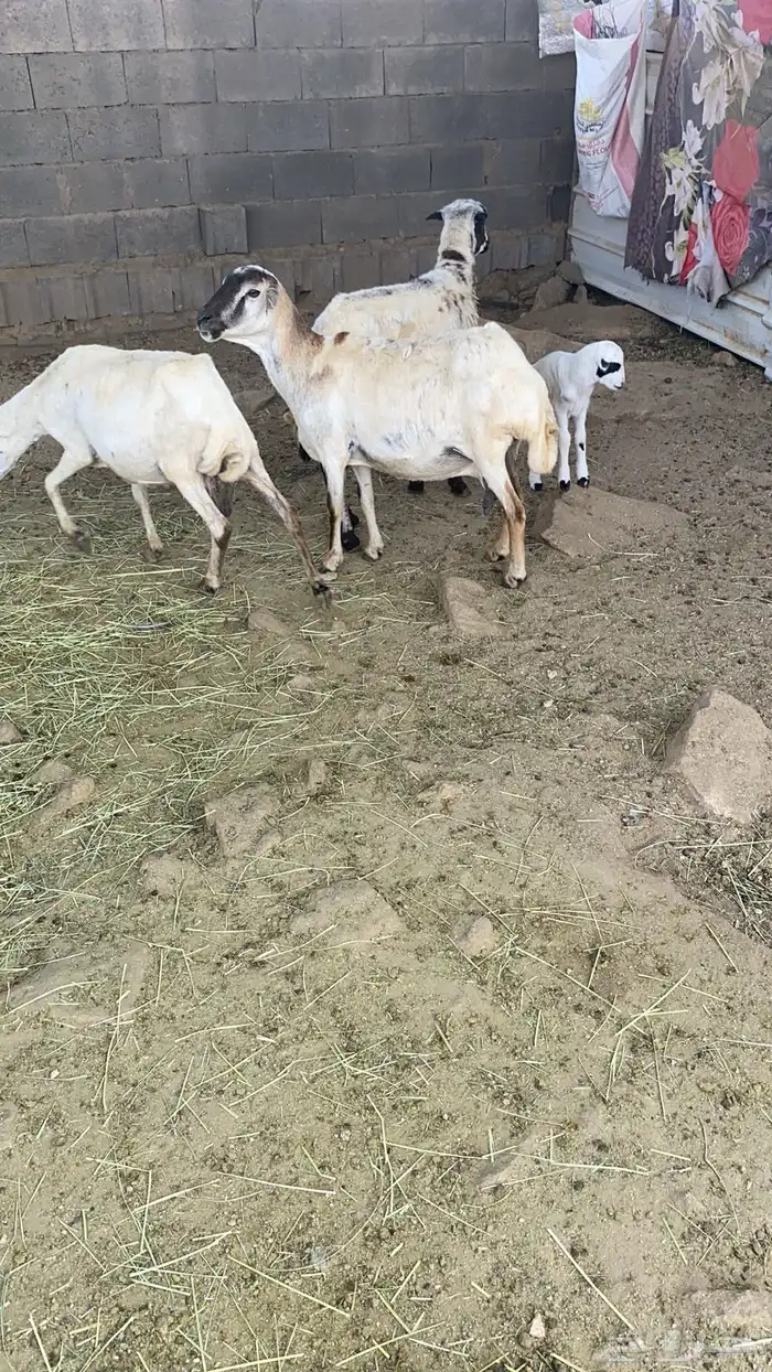 ضان  بلديه 2