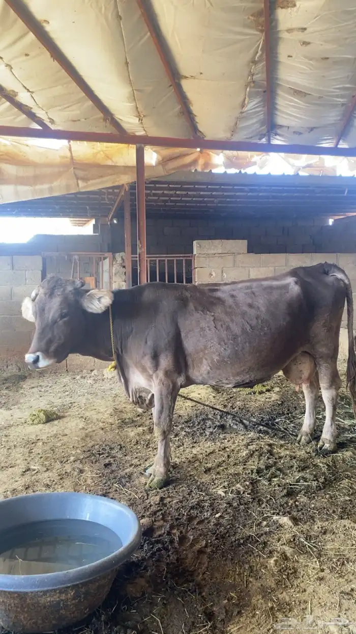 بقر الماني 5