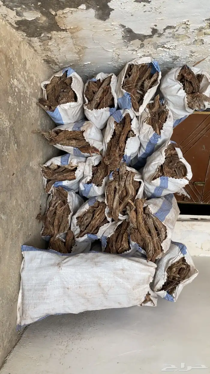 ح ط ب مستور و غيرة 0