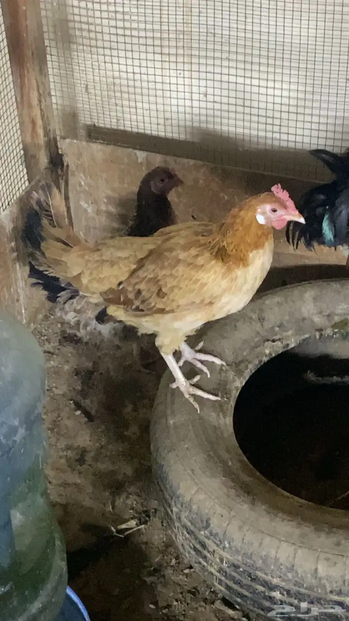 ديك و دجاج بلدي 1