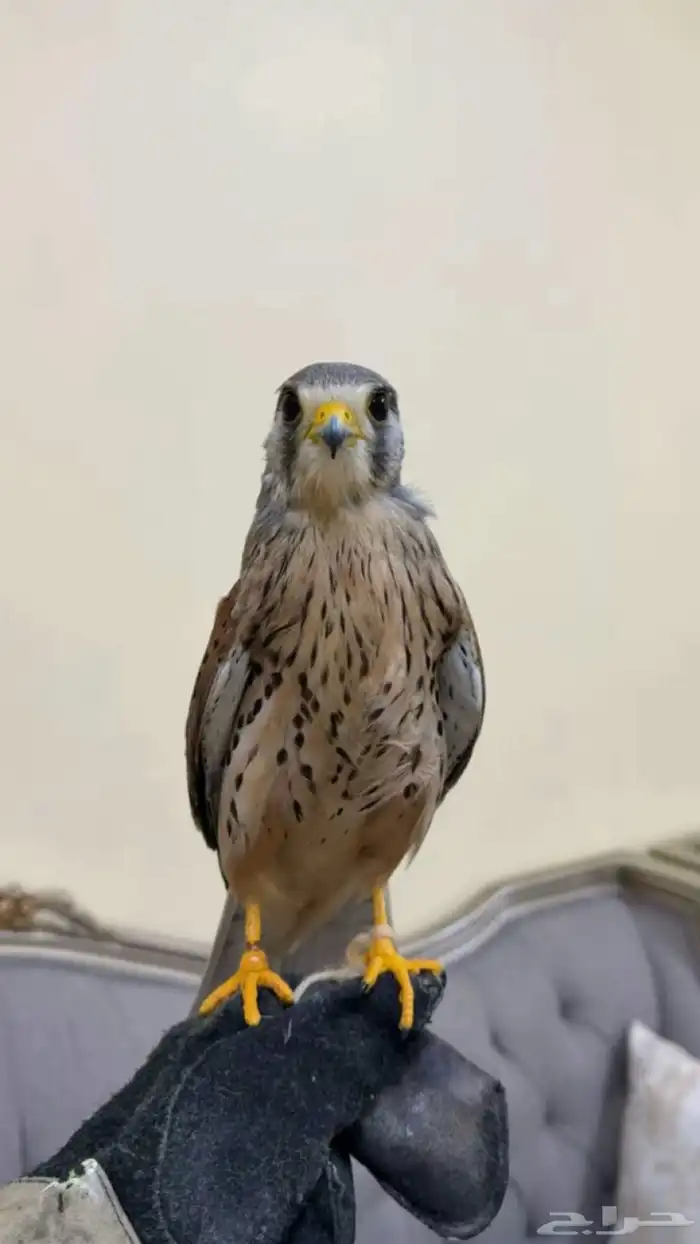 شبوط وحش للبيع 0