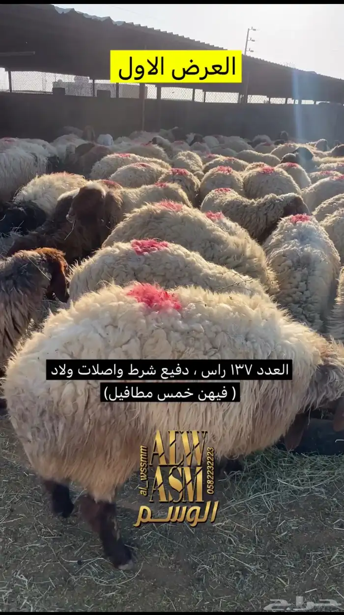 غنم شرط الضريع 0