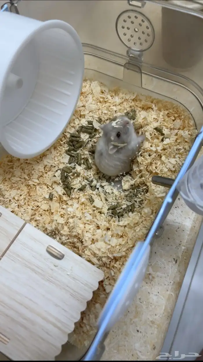 هامستر للبيع 0