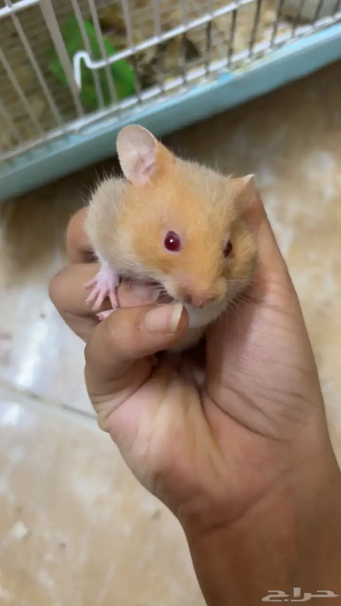 هامستر 3