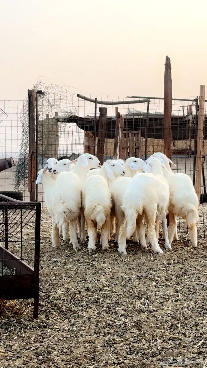 رخال حرية صنف الصنف العرض 2 للاعلان السابق 11