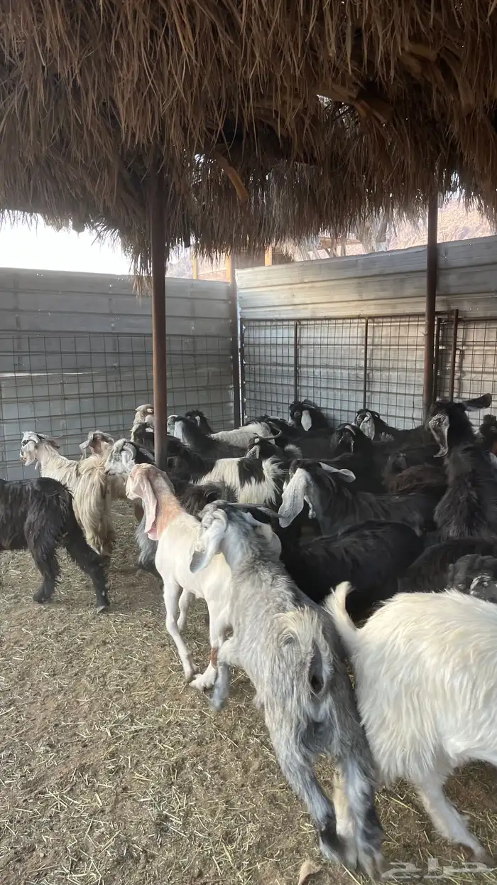 تيوس عوارض جادعان 16