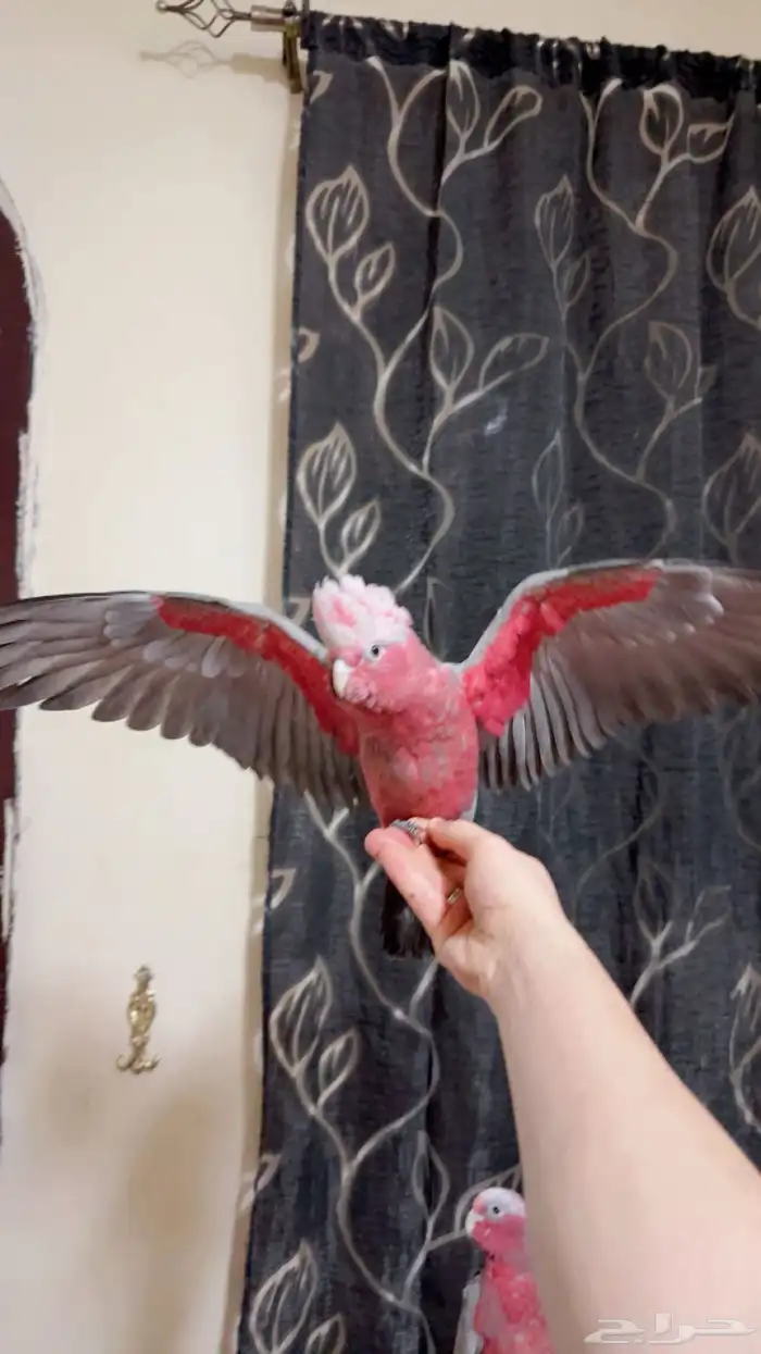 فروخ كوكاتو قالا تم البيع 5