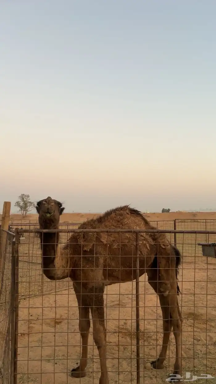 حاشي مفرود 1