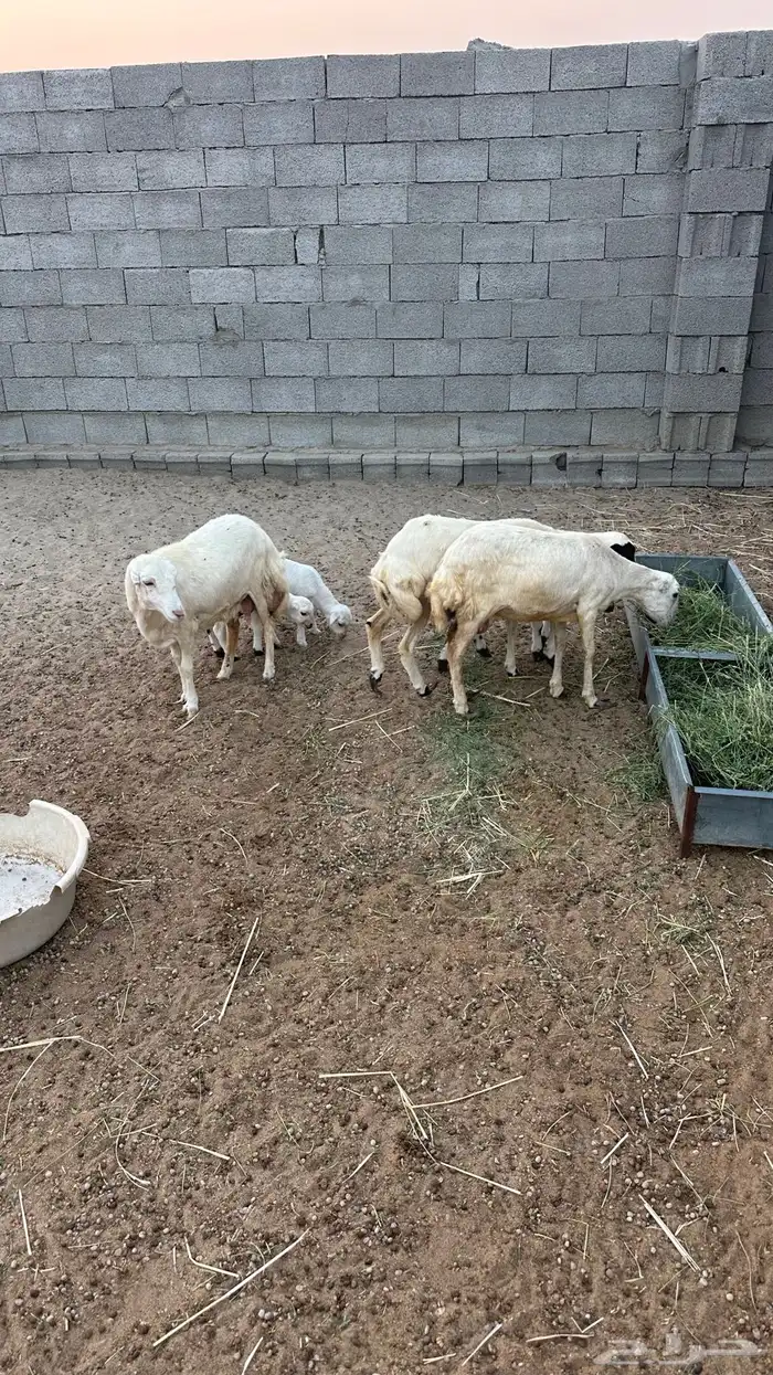 ضان رفيديات 3 بعيالها 2