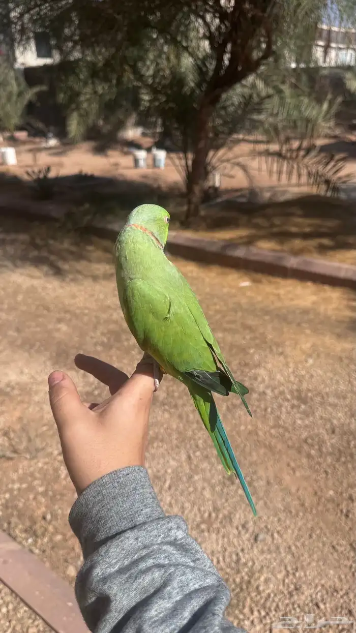 دره ذكر متلكم 3