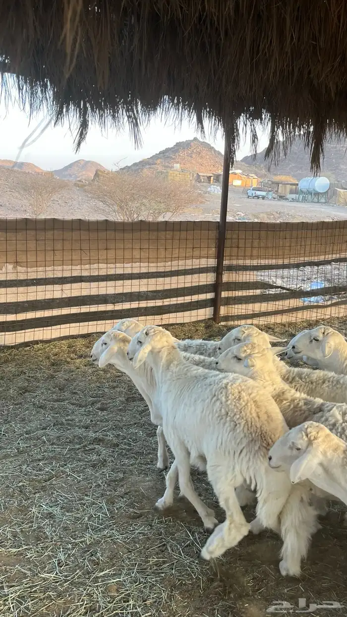طليان حري ذبائح جادعان 34