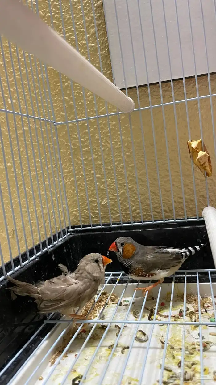 جوز زيبرا تحته بيض 1