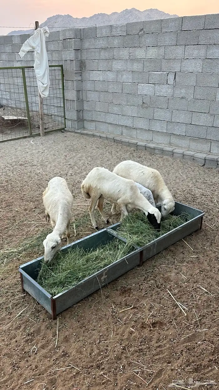 ضان رفيديات 3 بعيالها 0