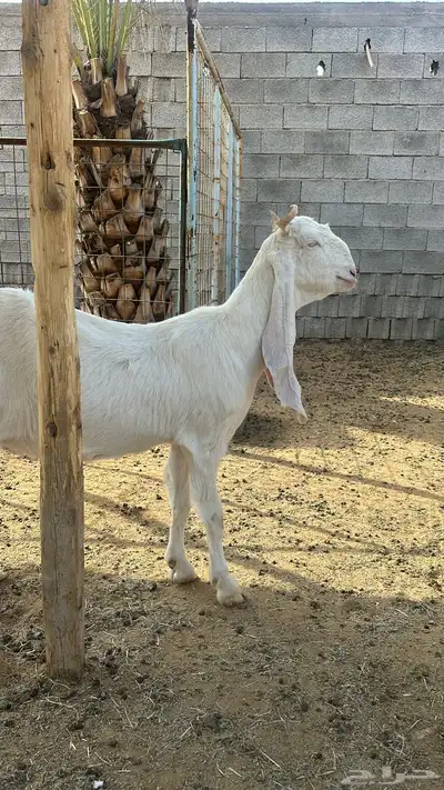 مراح معزا مطورات صنف index