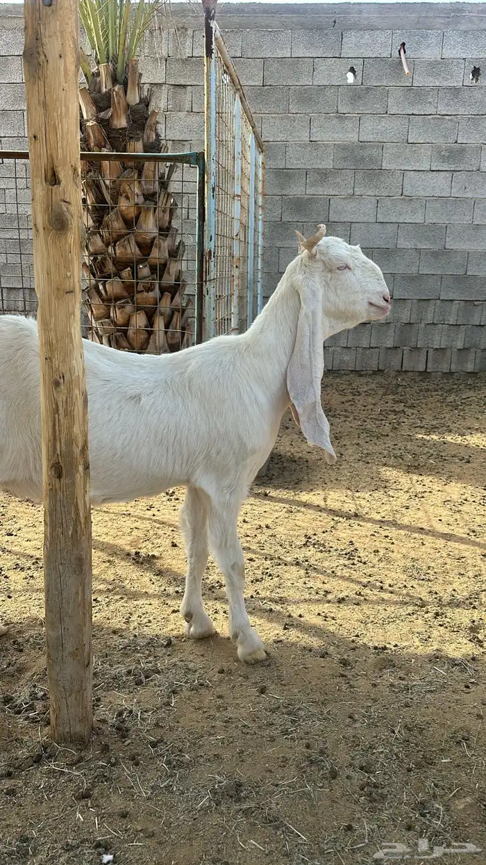 مراح معزا مطورات صنف 1