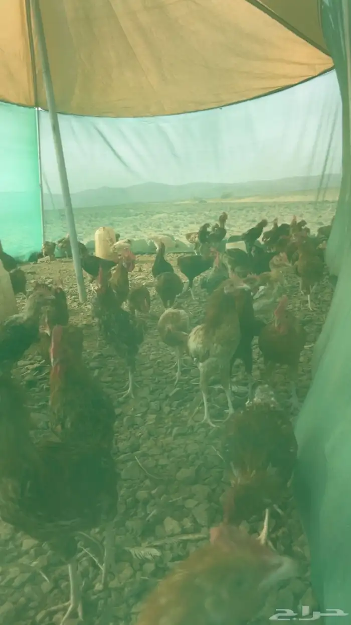 ديوك للبيع 1