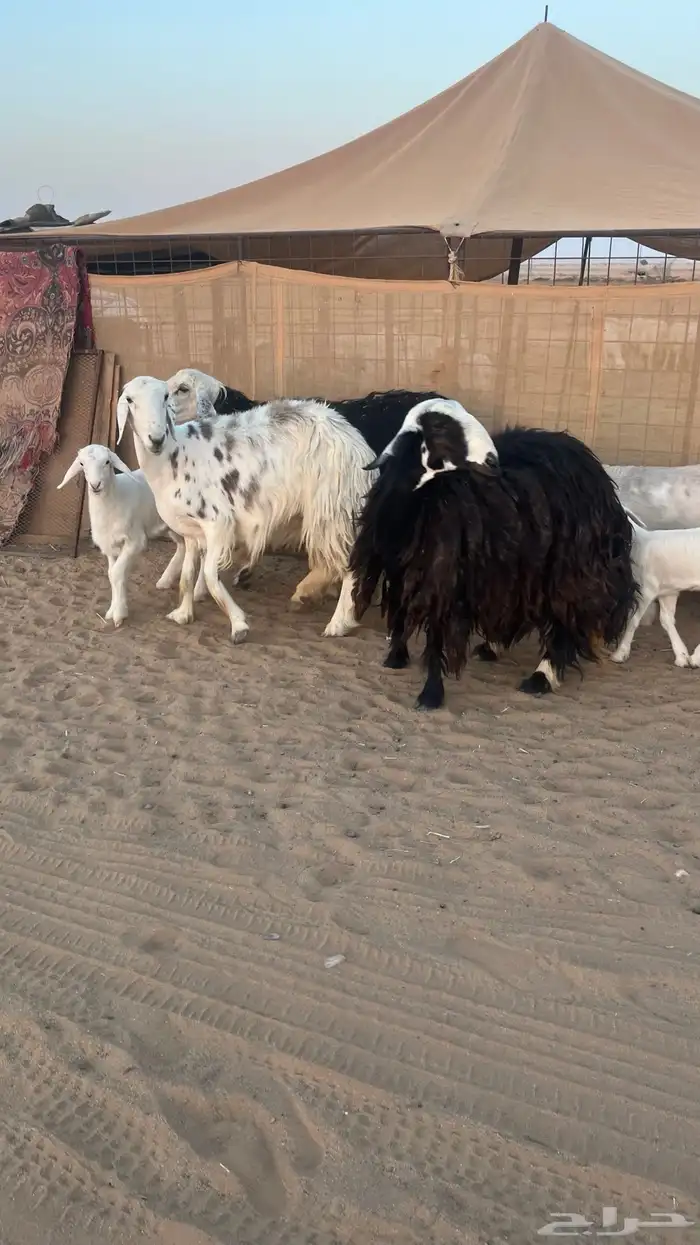 غنم نجد ولد 3