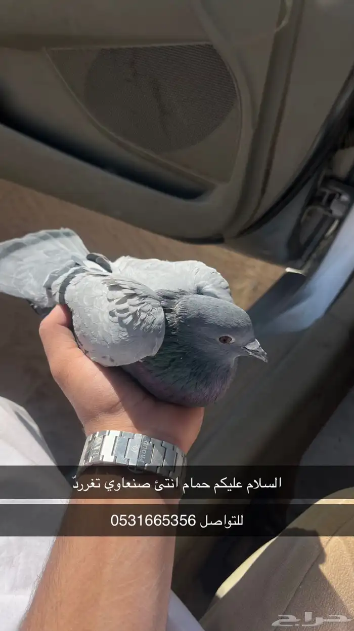 حمام صنعاني 0