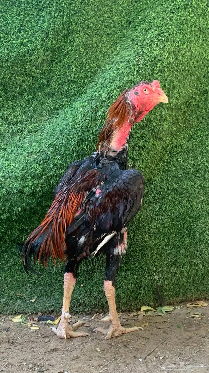 للبيع ديك شامو ياباني 0