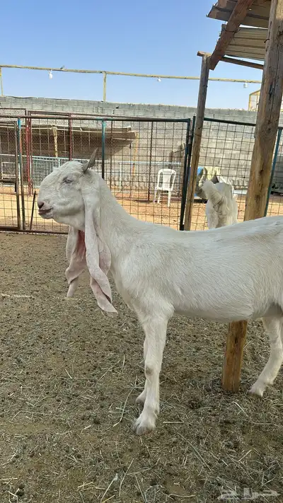 مراح معزا مطورات صنف index