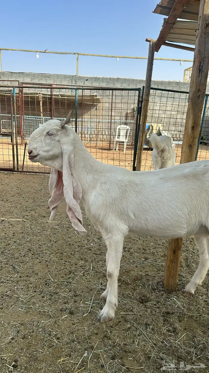 مراح معزا مطورات صنف 2