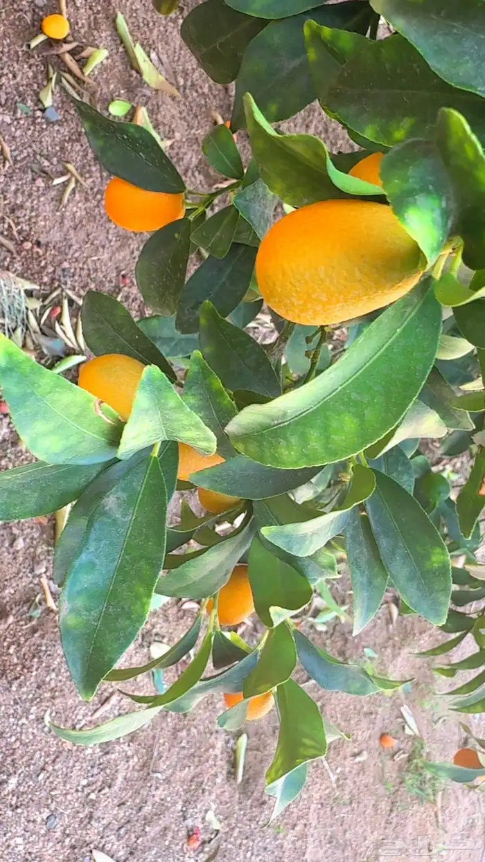 للبيع فاكهة الكمكوات من مزارعنا بالشفا 0