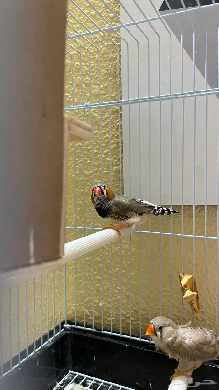 جوز زيبرا تحته بيض 7