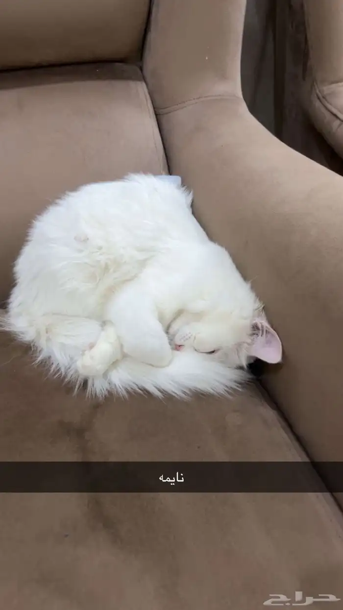 قطه شيرازي 2