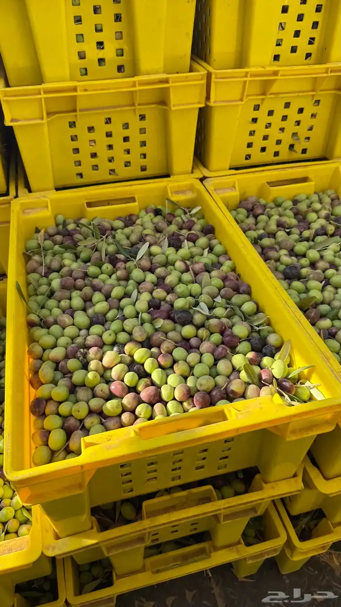 زيت زيتون مزراع باير الجوف. لون وطعم وريحه وجوده عاليه. 5