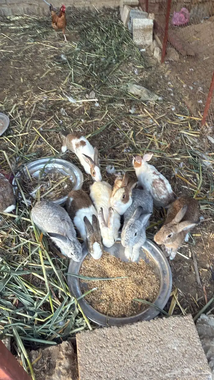 ارانب للبيع 4