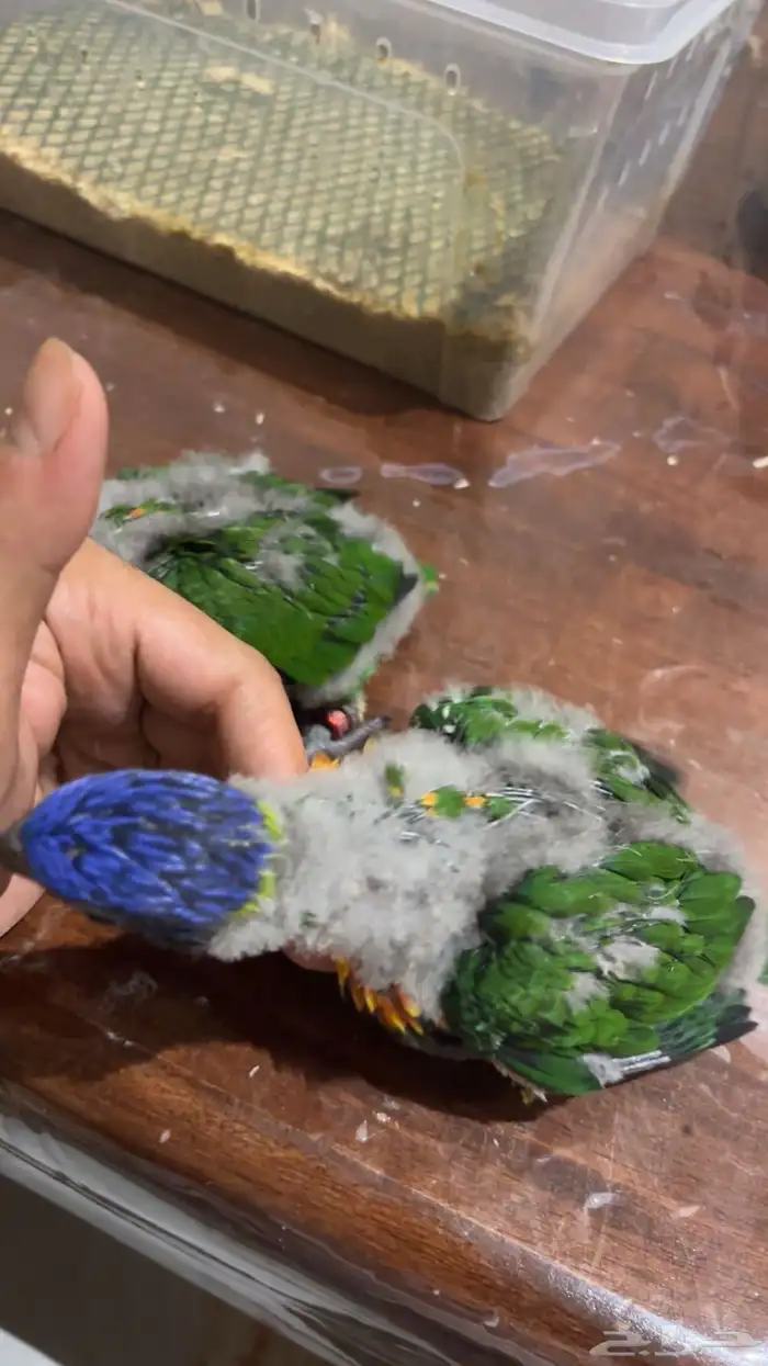 فروخ لوري للبيع 1