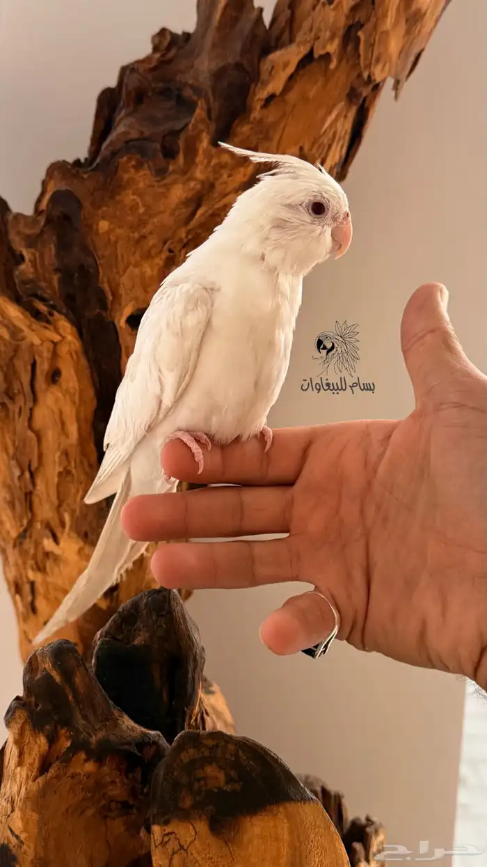 كروان البينو اليف وهدد داخلي ماشاءالله 5