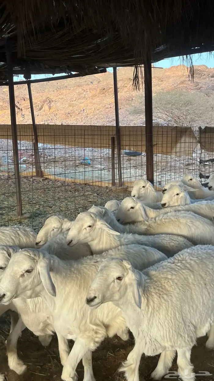 طليان حري ذبائح جادعان 27