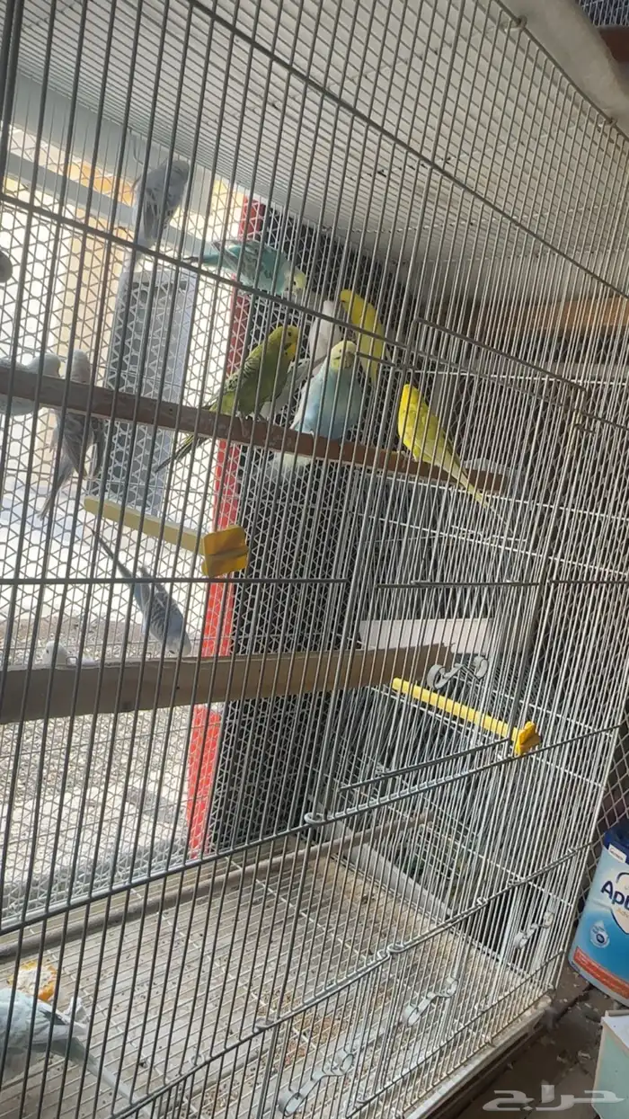 ازواج طيور بادجي للبيع 2