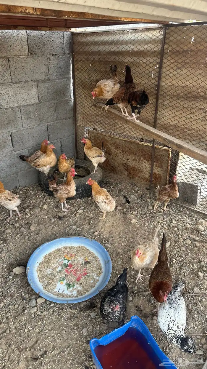 دجاج بلدي ودجاج رومي للبيع 1