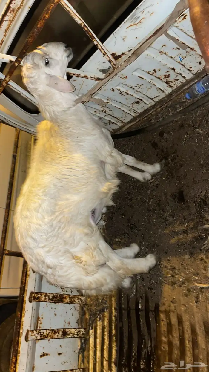 للبيع خروف 2