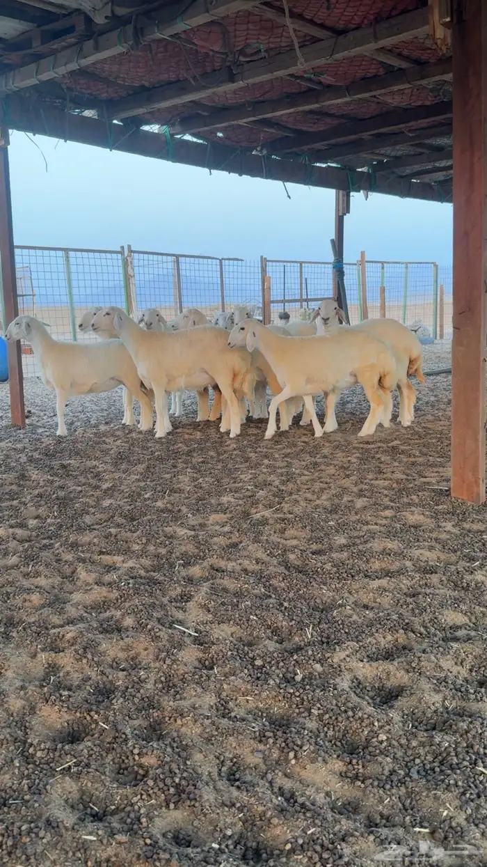 رخال حرية صنف الصنف العرض 2 للاعلان السابق 0