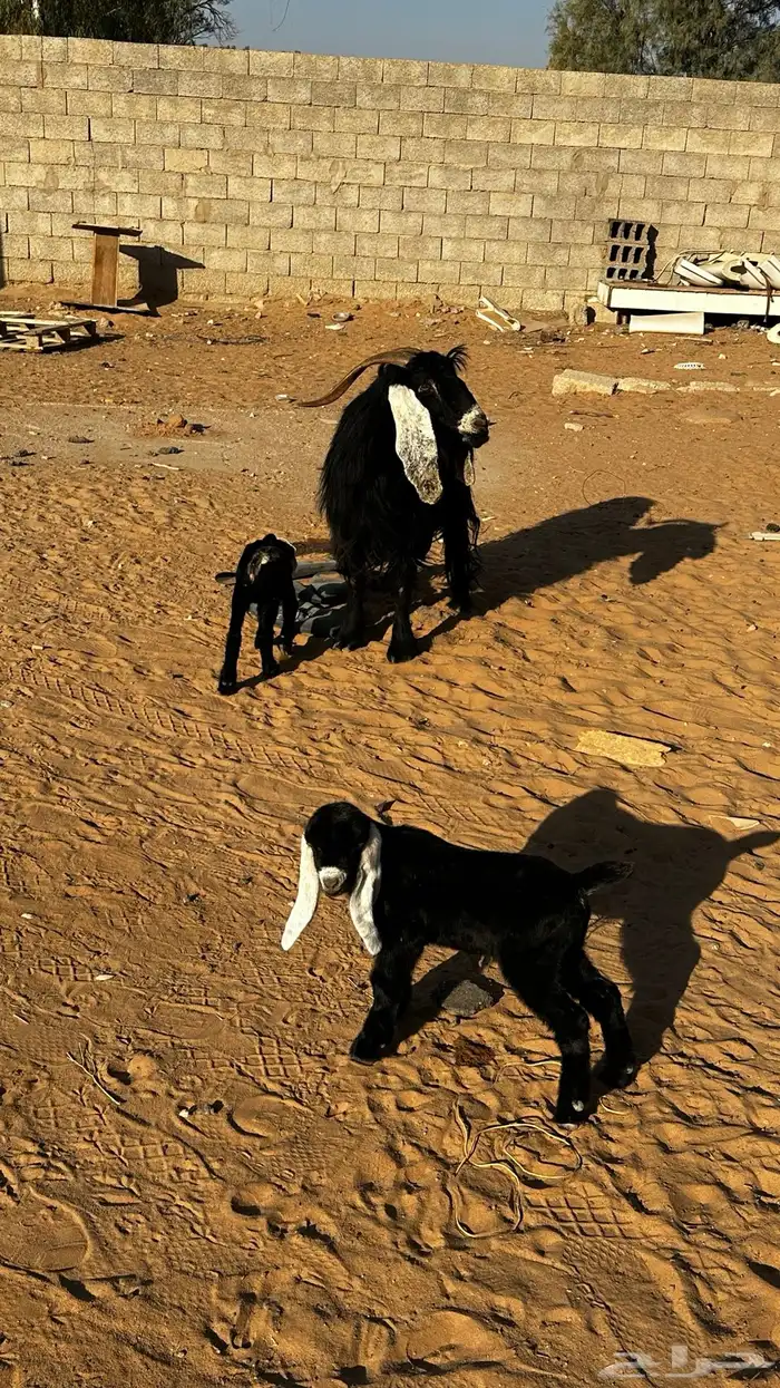 عنز تحتها 2 تم البيع 0