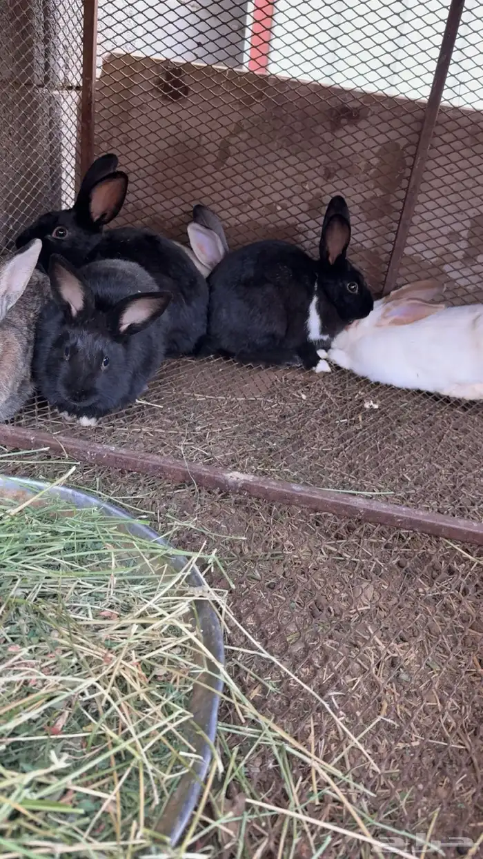 أرانب للبيع ذكور 1