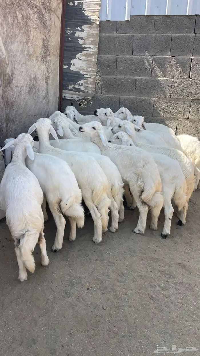 خرفان ورخال 0