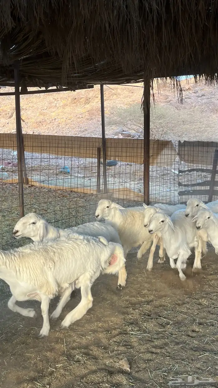 طليان حري ذبائح جادعان 25