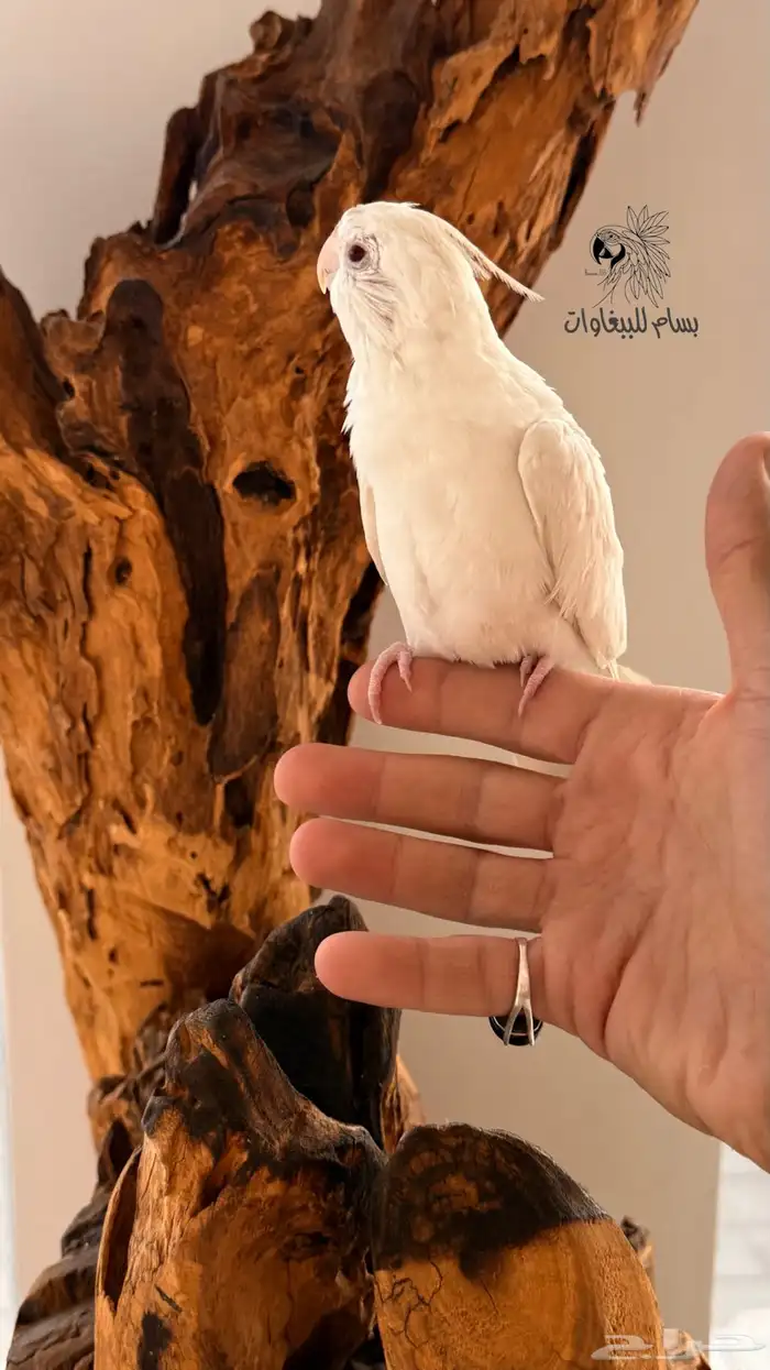 كروان البينو اليف وهدد داخلي ماشاءالله 2